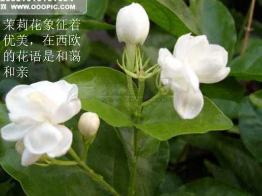 花木的花语茉莉（茉莉花花语是什么?）