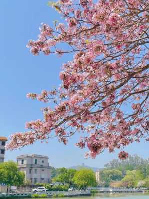 粉花风铃木花语（粉花风铃木图片大全）