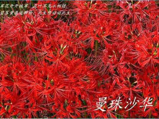 花语彼岸花曼珠沙华（曼珠沙华彼岸花的花语是什么）