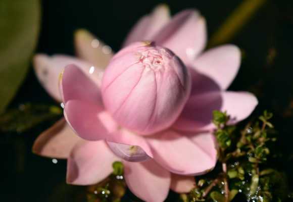 粉莲花花语（粉色莲花是什么品种）