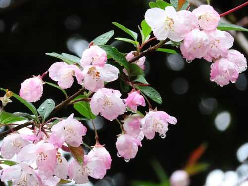 海棠花的花语及寓意（海棠花的花语是什么意思）