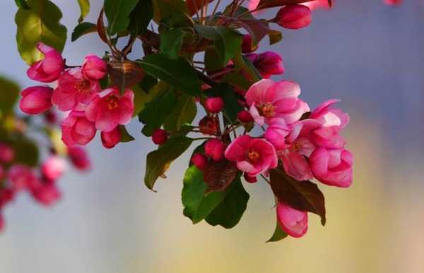 夫妻海棠花花语（海棠花寓意和花语）