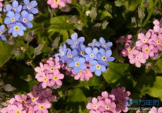 八色花的花语（八朵花花语和寓意）