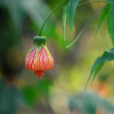 悬铃花花语（悬铃花科属）