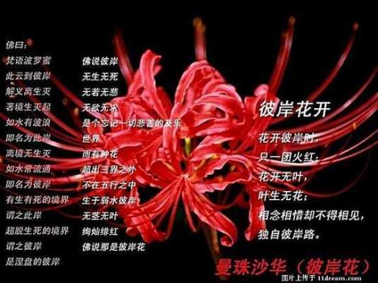 曼珠沙华花语及图片（曼珠沙华花怎么养）