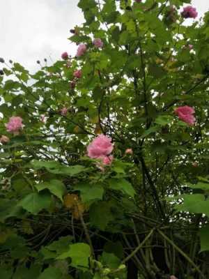 芙蓉树的花语（芙蓉树花花语）