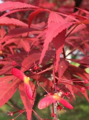 鸡爪槭花语（鸡爪槭花语和象征意义）