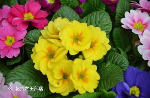 什么花花语报春（什么花代表报春）