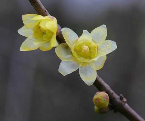 腊梅花的花语（腊梅花的花语是什么）