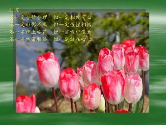 郁金香花语诗句（郁金香花语和寄语）