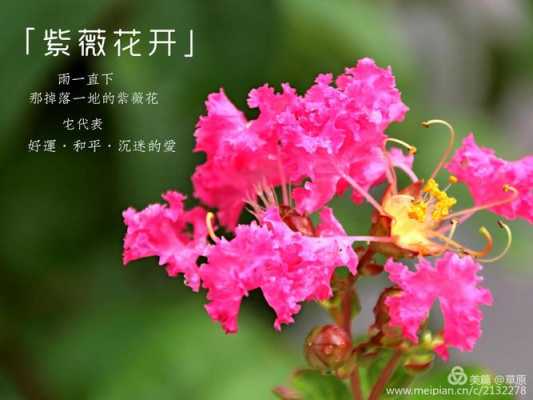 紫薇花花语（紫薇花古诗）