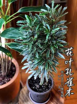 孔雀木花语（孔雀木植物）