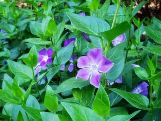 蔓长春花的花语（蔓长春花介绍）