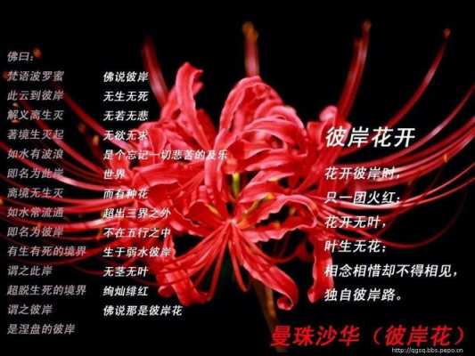 曼珠沙华的花语是什么（彼岸花一般送给什么人）