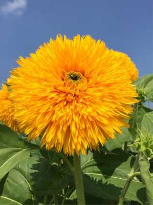 千瓣葵花语送人（千瓣葵是菊花吗）