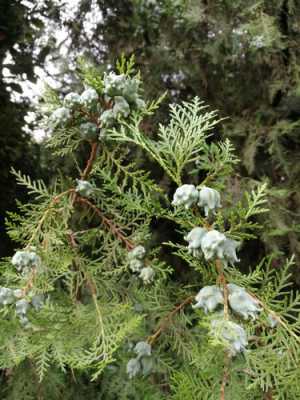 侧柏的花语（侧柏是什么花序）