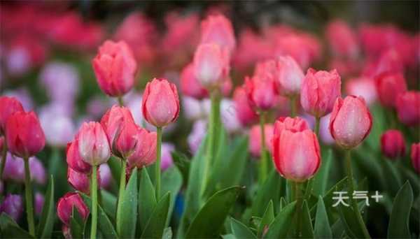 桃花郁金香花语（郁金香旺桃花吗）