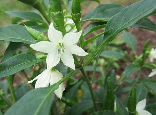 辣椒果花语（辣椒花的花语是什么）