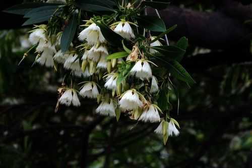 水枝锦花花语（水枝花的药用价值）