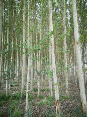 介绍白杨木（白杨木的特点）