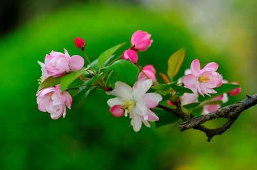 海堂花代表什么花语（海堂花是什么禹意）