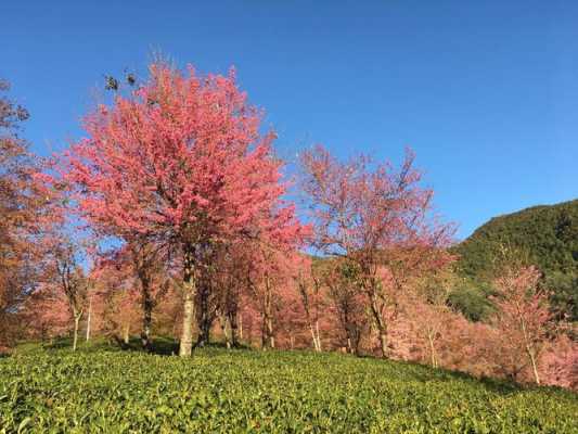 云南冬日樱花的寓意和花语（云南冬樱花什么时候最好看）