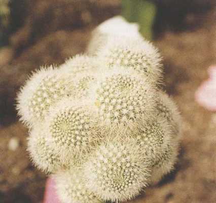 白雪光花语（白雪光花语象征与寓意）