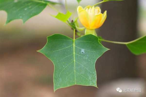 鹅掌楸是黄杨木（鹅掌楸是乔木吗）