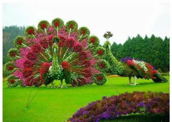 孔雀绿植花语（孔雀花植物）