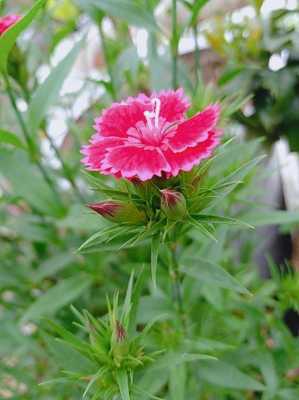 石竹花的花语（石竹花的花语是非常吉祥的花）