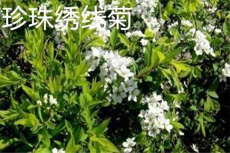 李叶绣线菊花语（菊叶绣怎么绣）