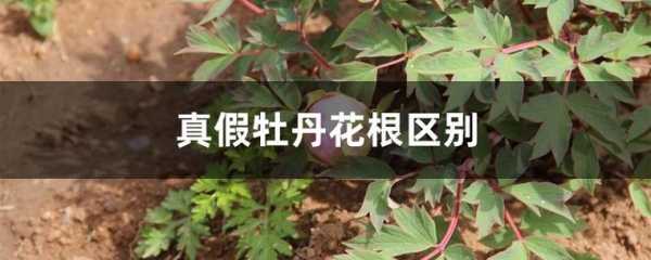 牡丹的种类根花语（牡丹的花根是什么样子的）