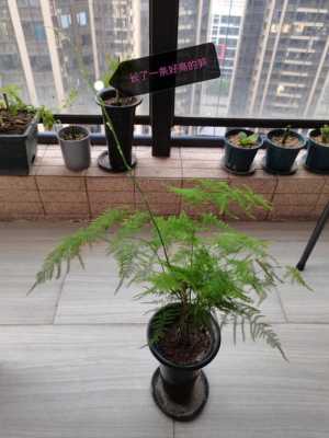 文竹的花语和寓意是什么（文竹的花语是什么,文竹开花寓意什么兆头）