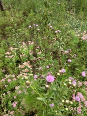 泥胡花语（泥花草的药用功效）