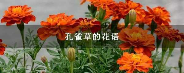 包含孔雀菊花花语故事的词条