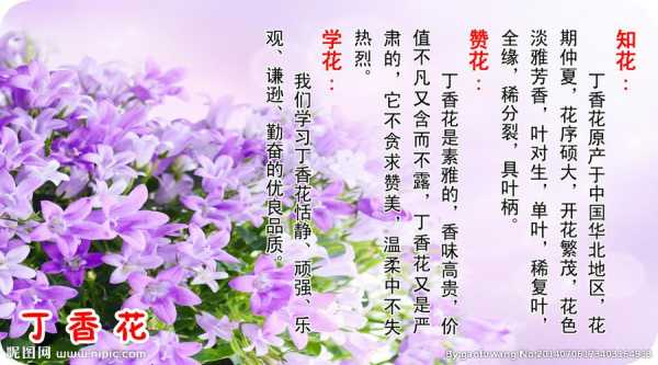 丁香的花语怎么说（感谢老师的花语怎么说）