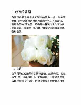 各种白玫瑰花语（各种白玫瑰花语是什么）