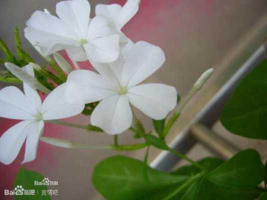 白雪蔓花语的由来（白雪花卉图片）