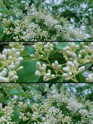 关于女贞的花语（女贞花的寓意）