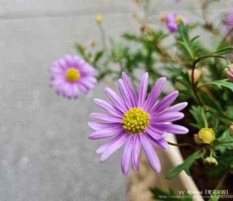 小花花花语（小花花语录）