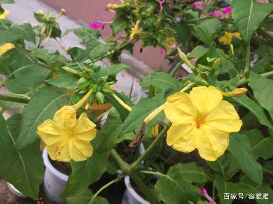 紫茉莉的花语及介绍（黄色紫茉莉花语）