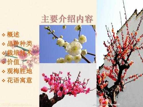 梅花的花语是什么（梅花的花语是什么）