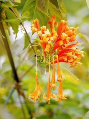 炮仗花花语（炮仗花花语一年长多长）