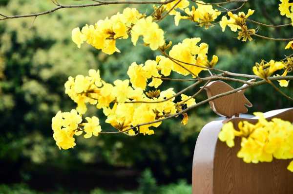 金铃木花语（金铃木树）