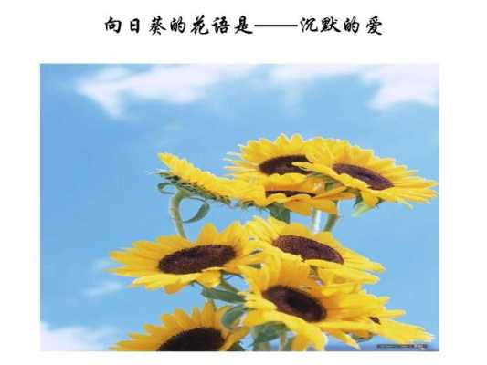 向日葵的花语名字（向日葵的花语名字大全）