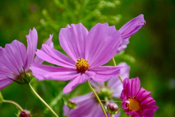 紫色波斯菊花语（波斯菊花寓意什么）