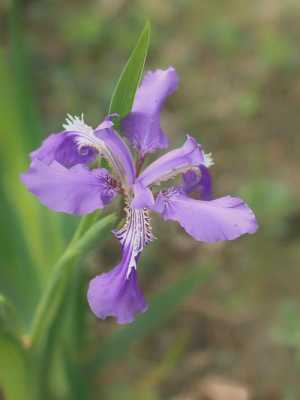 鸢尾花花语英国（鸢尾花的花语iris）