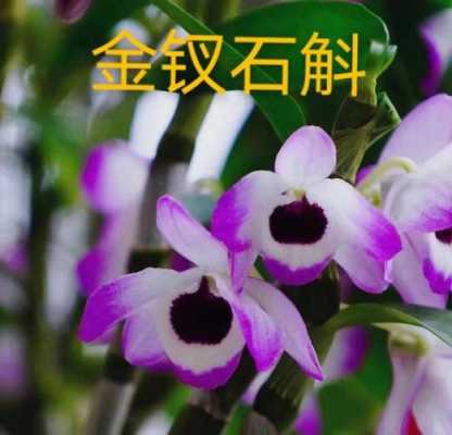 石斛的花语和象征意义（石斛的花语和象征意义是什么）