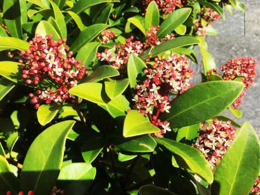 日本茵芋的花语（茵芋花语是什么）