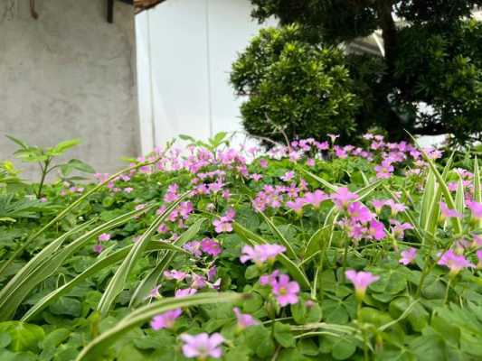 红花醡浆草花语（红花酢浆草图）